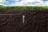 Hunter senzor pôdnej vlhkosti Soil-Clik - Foto1