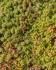 Rozchodníkový koberec SEDUM - Foto1